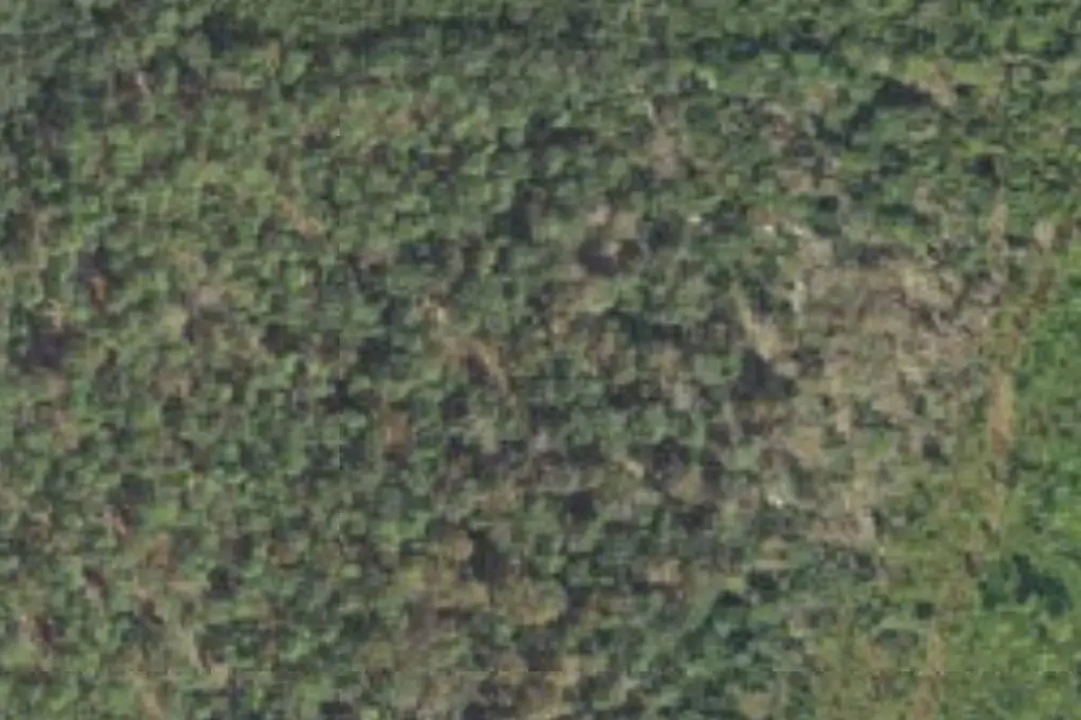 Aerial view of Longleaf Flatwoods Reserve campsites