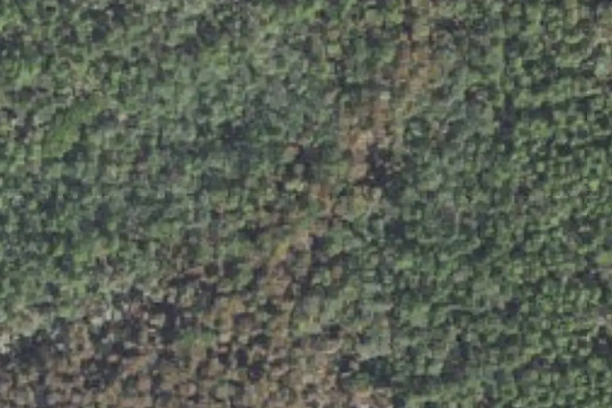 Aerial view of Newnans Lake Conservation Area campsites