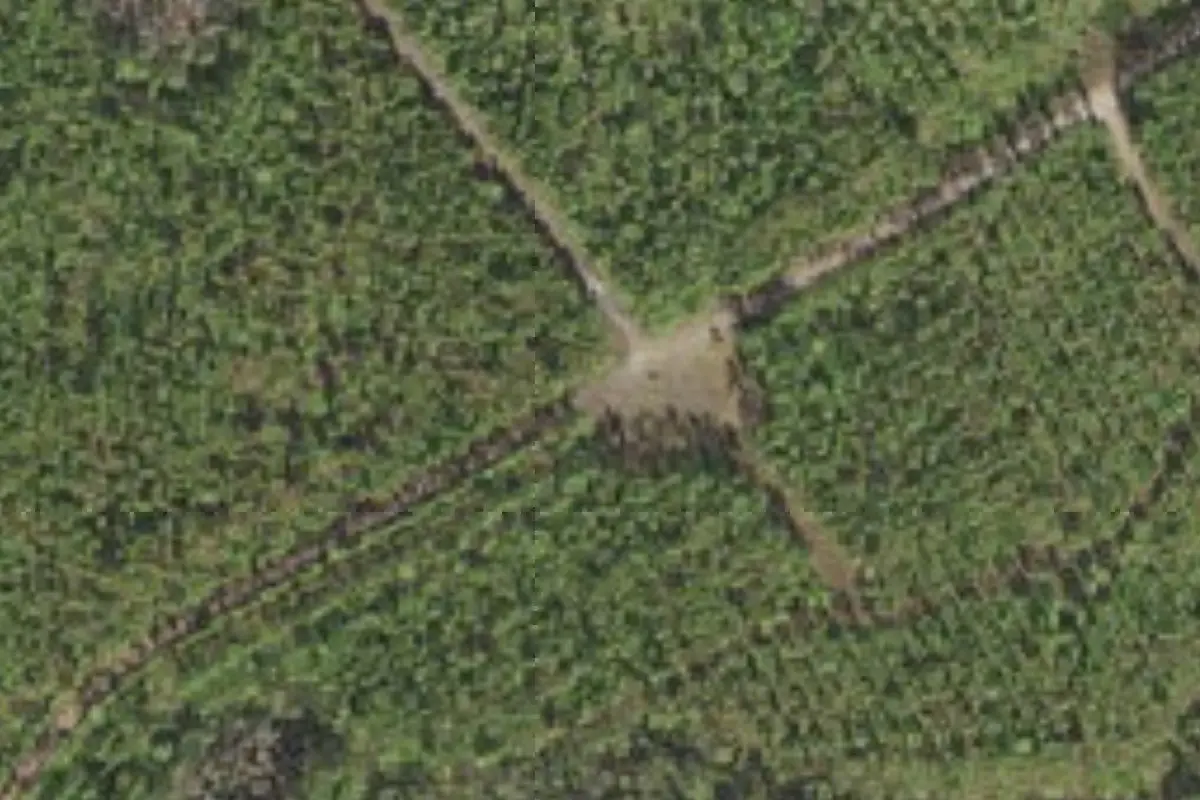 Aerial view of John M. Bethea State Forest primitive campsites