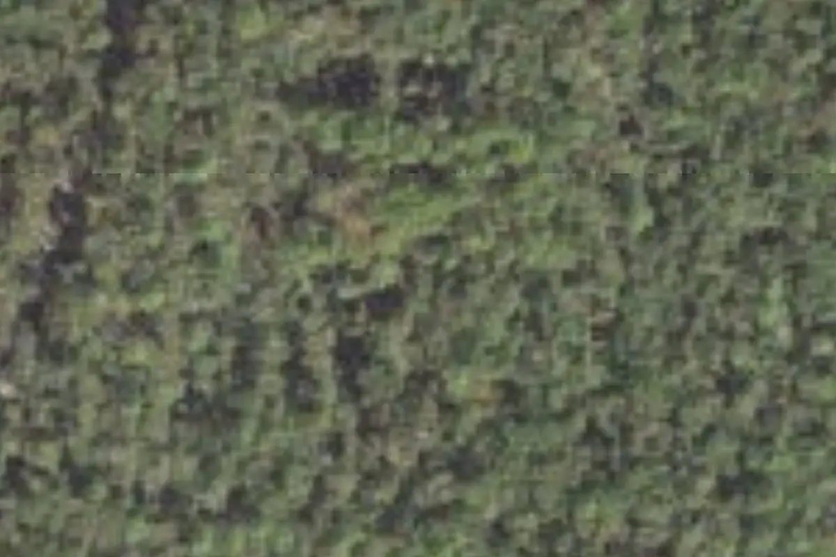Aerial view of Manatee Springs State Park