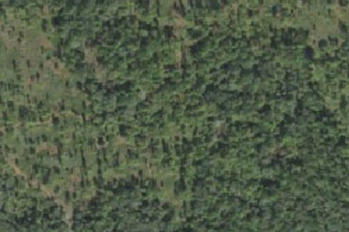 Aerial view of Charles H. Bronson State Forest primitive campsites