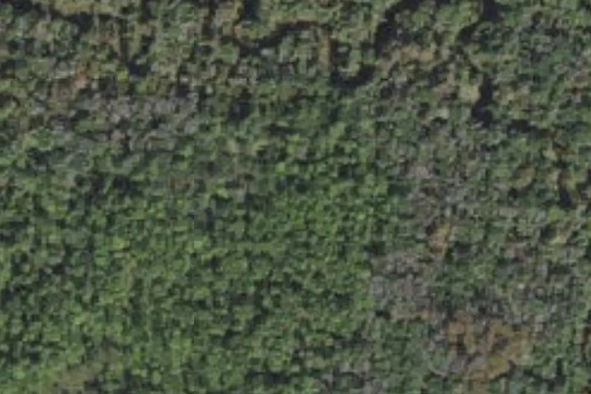 Aerial view of Lake Wales Ridge State Forest primitive campsites